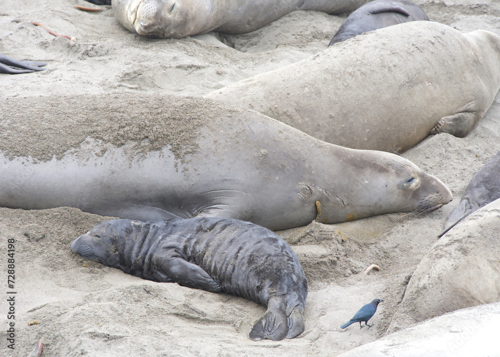 Fototapeta premium Close up of mom and baby elephant seals hauled out on a beach in Northern California. Piedras Blancas Rookery. Pup laying next to mother on the sandy beach.
