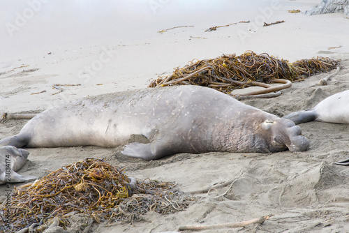 Young male elephant seal hauled out on the beach sleeping on the sand. photo