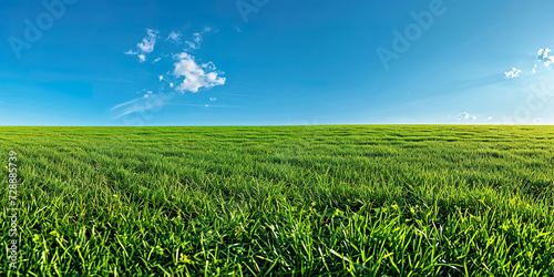 Panoramic wide shot at grass level of green
