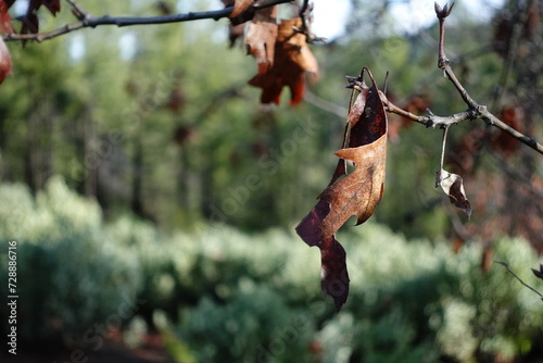 Brown leaf hanging from tree © Amy C