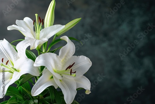 Branch of white lilies, dark background with copy space for text