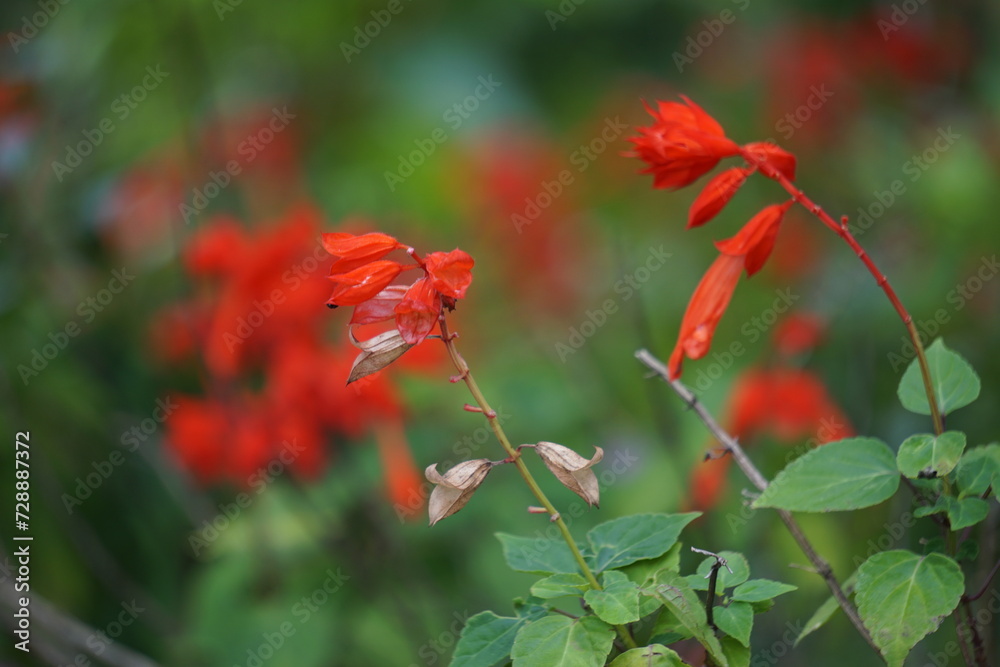 Salvia splendens (scarlet sage, Labiatae). This plantis widely used in Indian traditional medicine for the control of diabetes mellitus Salvia splendens (scarlet sage, Labiatae). This plantis widely used in Indian traditional medicine for the control of diabetes mellitus