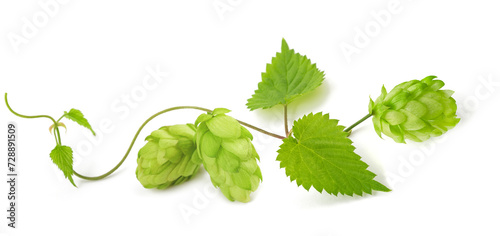 Hop branch  with leaves