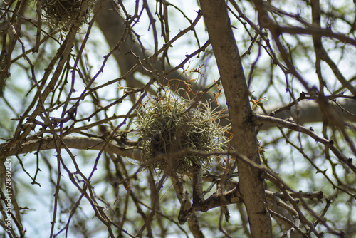 Ballmoss, Tillandsia Recurvata on a tree branch. 
