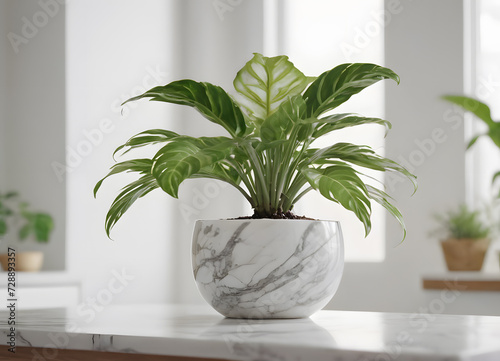 Houseplant in a white pot in a bright room on a white table