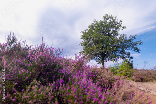 The flowering calluna vulgaris on hillside, Heath, ling or simply heather, The sole species in the genus Calluna in the family of Ericaceae, Lemelerberg or Archemerberg, Ommen, Overijssel, Netherlands