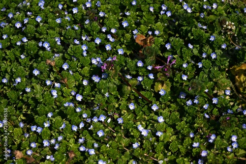 Persian speedwell ( Veronica persica ) flowers. Plantaginaceae biennial plants. A weed that produces small cobalt blue flowers in spring.