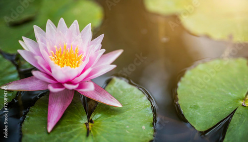 water lily basks in sunlight on tranquil pond  epitomizing natural beauty and serenity