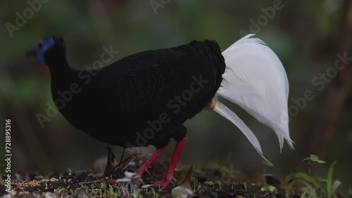 Amazing footage of Bulwer's Pheasant rare endemic big bird of Sabah Borneo island.
