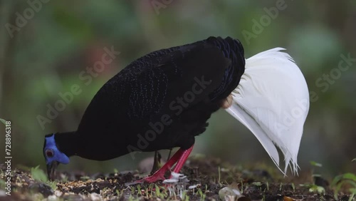 Amazing footage of Bulwer's Pheasant rare endemic big bird of Sabah Borneo island.