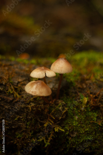 Mushroom Cluster in Forest