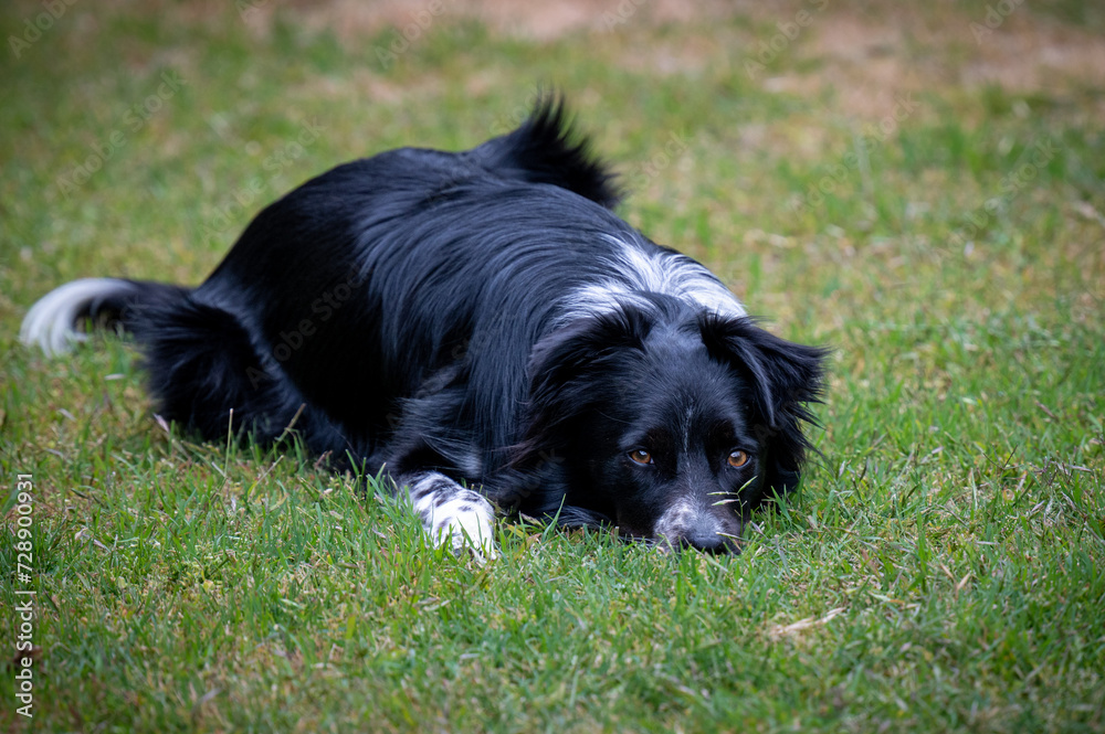 black dog laying on grass