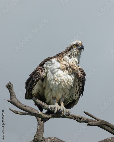 A wet osprey drying itself on a branch in the sun after a bath in the river estuary nearby on Cudgen Creek at Hasting's Point in New South Wales, Australia. photo