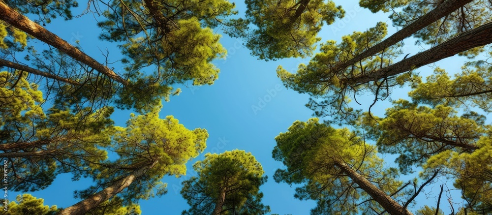Fototapeta premium Thick pine forest tops, green branches and cones under clear sky.