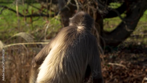 A Spider monkey sitting down and truning around on a sunny day. photo