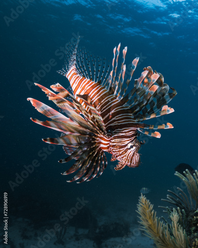 Lyon Fish at the ocean blue tropical reef like 