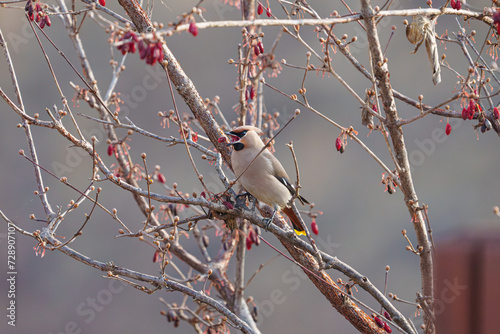 황여새 Bombycilla garrulus