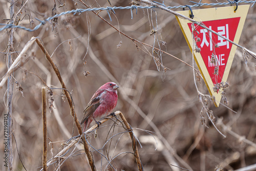 양진이 Pallas's rosy finch
