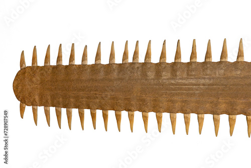 A rostrum of the smalltooth sawfish isolated on a white background photo