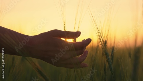 Business owner checks harvest in agriculture. Farmer woman checks wheat sprouts at dawn. Farmers hand touches green wheat sprouts in field. Grain ear. Concept of business in agriculture. Growing grain