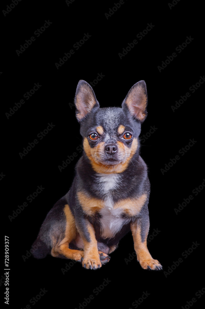 Chihuahua tricolor black white red on a black background isolate. Pet. Dog mini breed portrait. Chihuahua tricolor black white red on a black background isolate. Pet. Dog mini breed portrait.