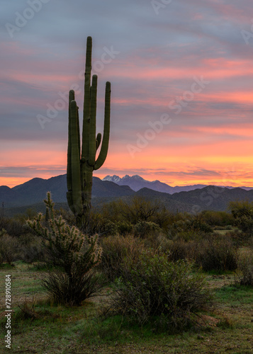 saguaro cactus in the desert © Christopher