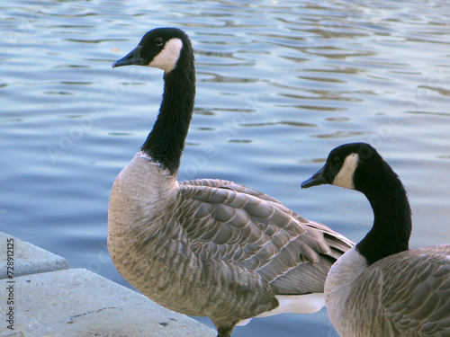 Canada Geese By Water photo