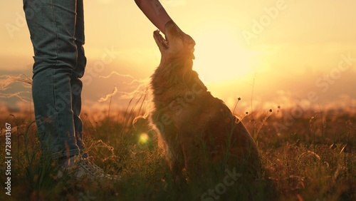 Woman strokes dog spaniel with hand, outdoors. Dog get caress from owner. Owner feeding red dog, sunset during hike. Closeup dog sitting next its owner. Human animal friendship. Owner loves pet photo