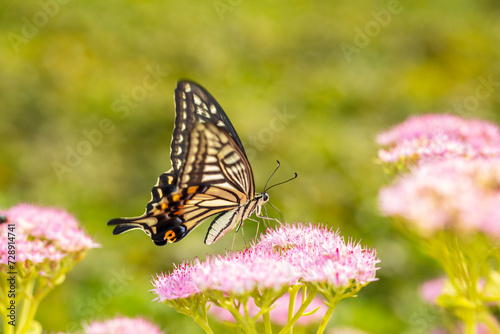 Papilio xuthus Linnaeus, Butterfly is on a flower © zhengzaishanchu