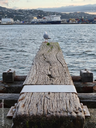 Seagull walking the plank