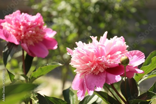 Beautiful blooming pink peony bush outdoors on sunny day