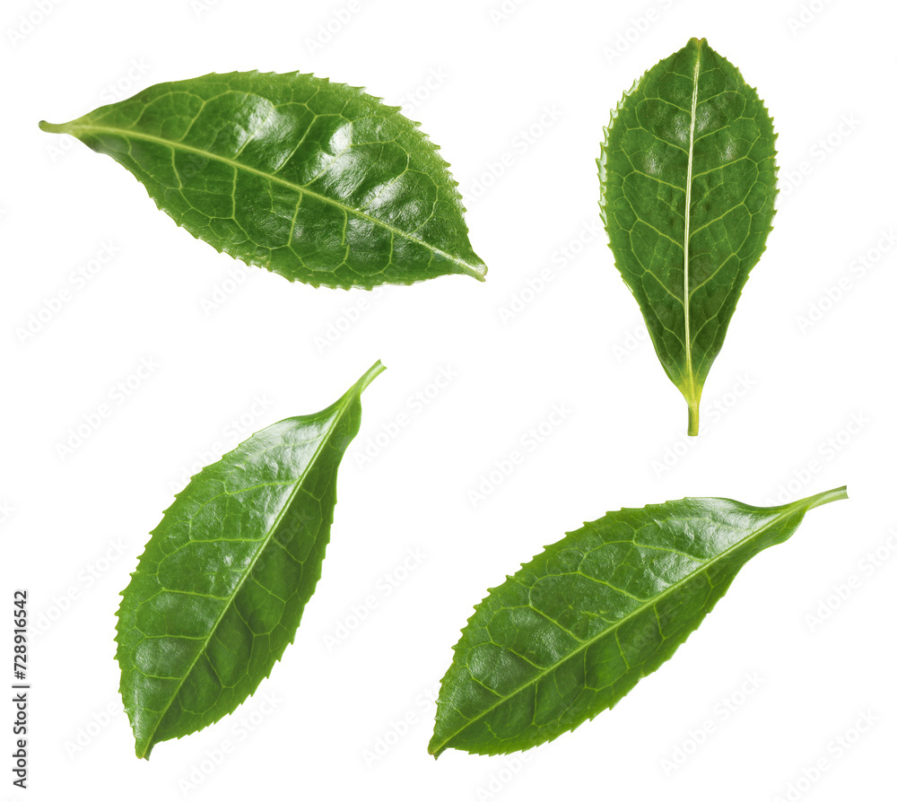 Fototapeta premium Fresh green tea leaves isolated on white, set