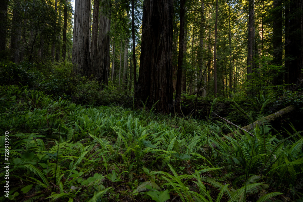 Redwoods Grow At The Edge OF Fern Clearning