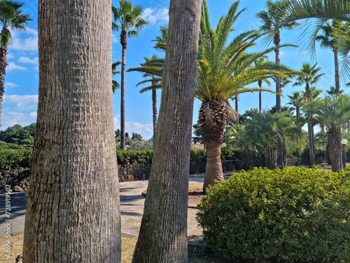 An outdoor park with palm trees.