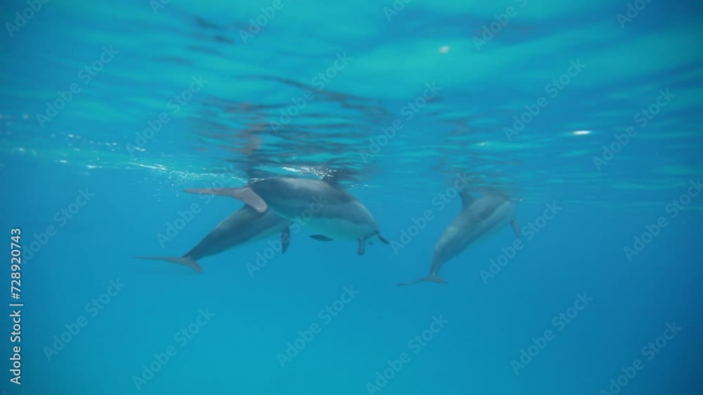 Group of dolphins swimming together Group of dolphins swimming together