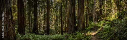 Panorama Of Trail Through Redwood Forest © kellyvandellen