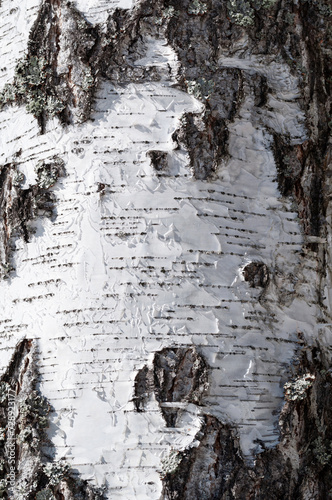 Rough birch bark texture