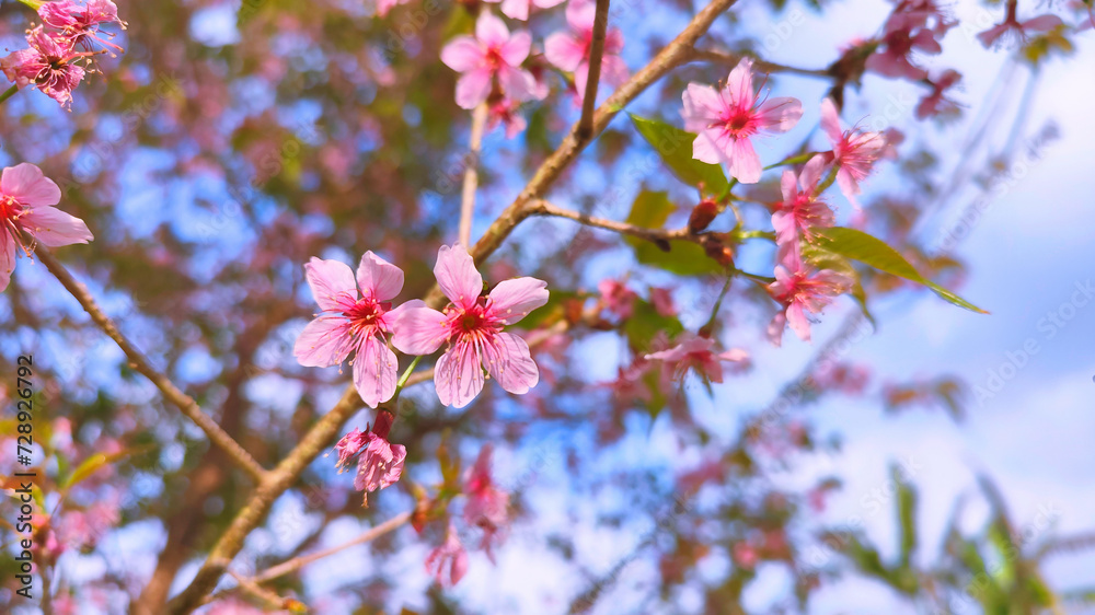 Phaya Suea Krong flower or Prunus Cerasoides flower or Queen Tiger flower are blooming to welcome winter season in Thailand Phaya Suea Krong flower or Prunus Cerasoides flower or Queen Tiger flower are blooming to welcome winter season in Thailand