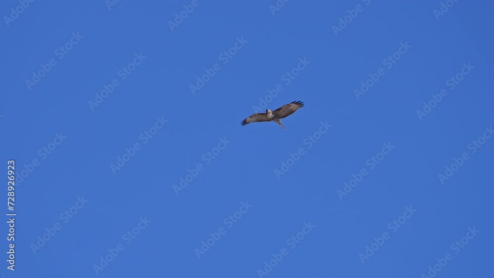 Juvenile and adult Red-tailed hawks flying together in the sky over Utah. Juvenile and adult Red-tailed hawks flying together in the sky over Utah.
