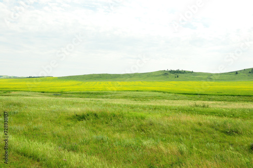 An extensive field with tall grass and a rapeseed field with flowering yellow plants in a hilly steppe.