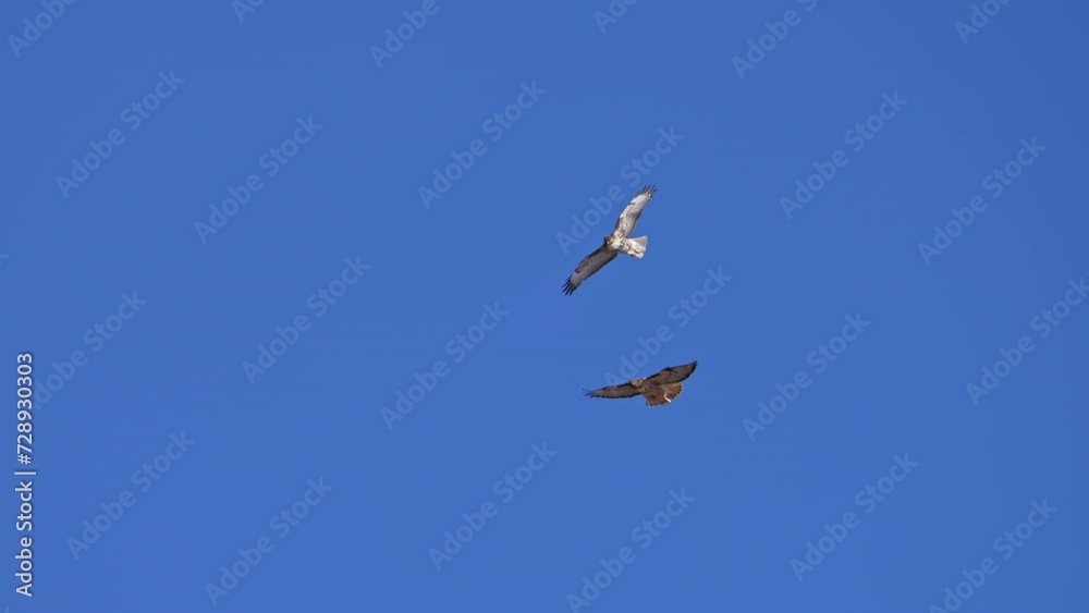 Juvenile and adult Red-tailed hawks flying together in the blue sky.