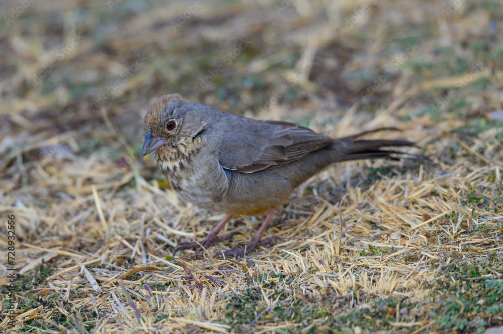 A Canyon Towhee in the Chisos Basin of Big Bend National Park, in Southwest Texas. A Canyon Towhee in the Chisos Basin of Big Bend National Park, in Southwest Texas.