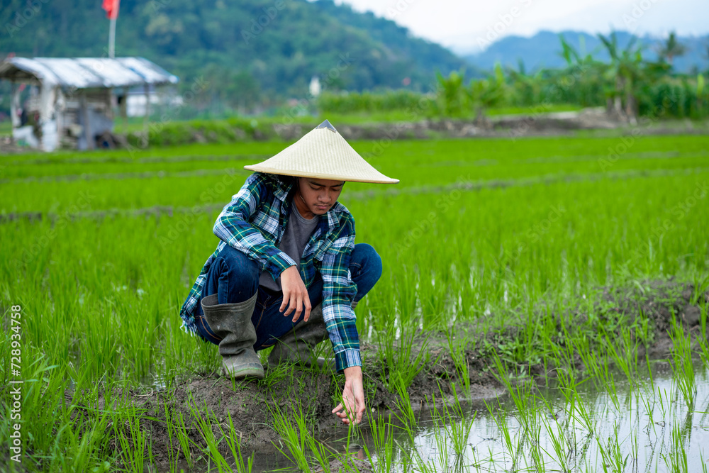 young asian male farmer clearing his rice field of weeds, young farmer. young asian male farmer clearing his rice field of weeds, young farmer.