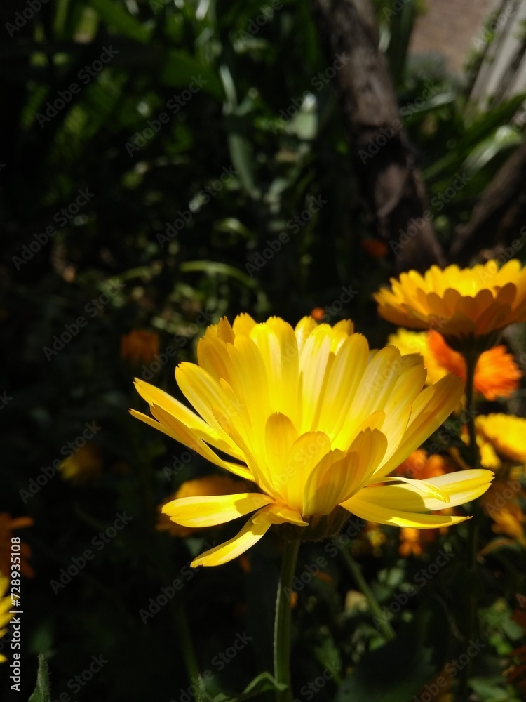 Las flores son hermosas, la naturaleza encanta y los arboles dan vida.