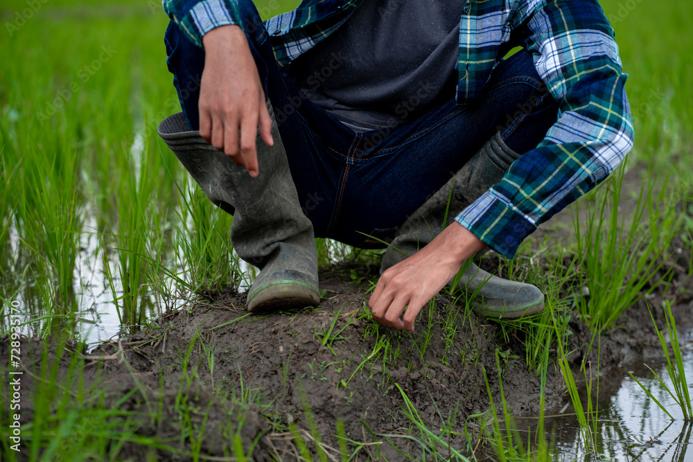 young asian male farmer clearing his rice field of weeds, young farmer. young asian male farmer clearing his rice field of weeds, young farmer.