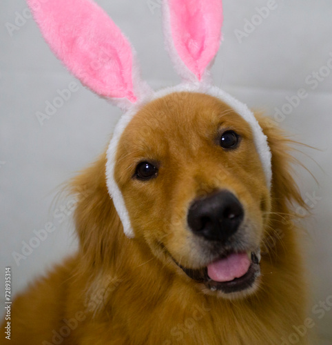 Happy and smiling golden retriever dog looking at the camera while wear bunny ears. Top view