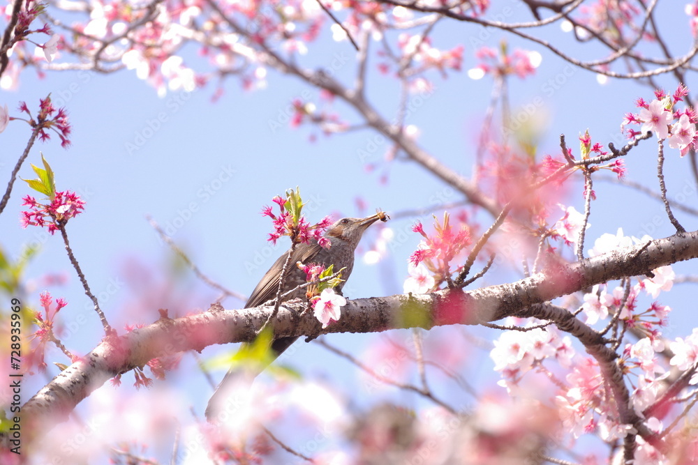 桜の中で食事中の小鳥