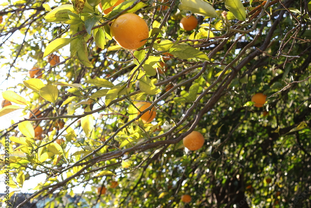 収穫の冬(夏蜜柑) 収穫の冬(夏蜜柑)