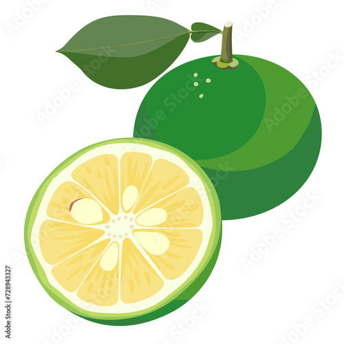 Kabosu Citrus Japanese Citrus Vector Illustration Set on White Background Isolated