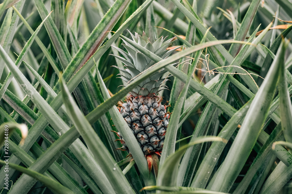Obraz premium Young green pineaple in the garden